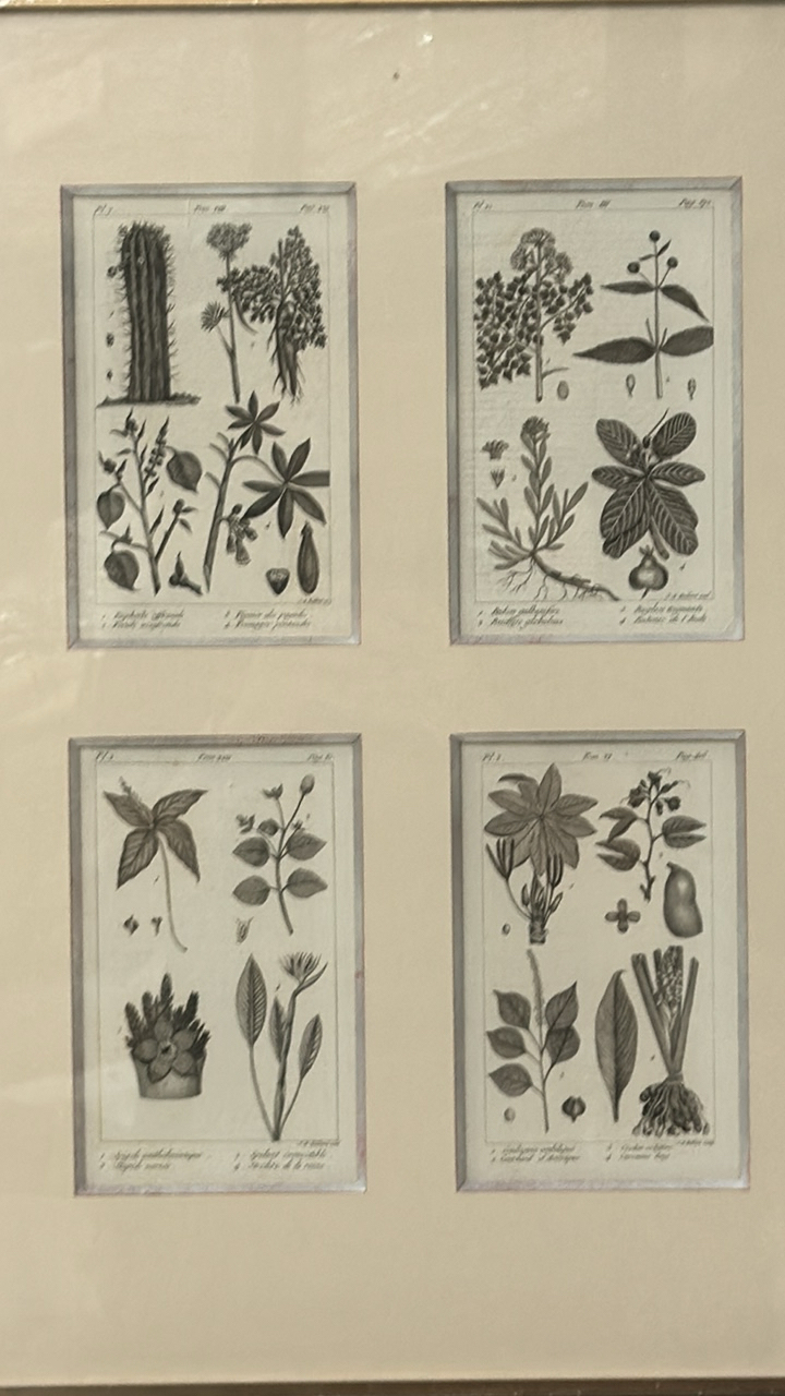 Botany Artwork Print 4 in 1 - Image 2 of 6