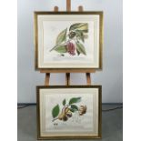 Artwork Latin Botanical Medicinal Floral Prints x 2