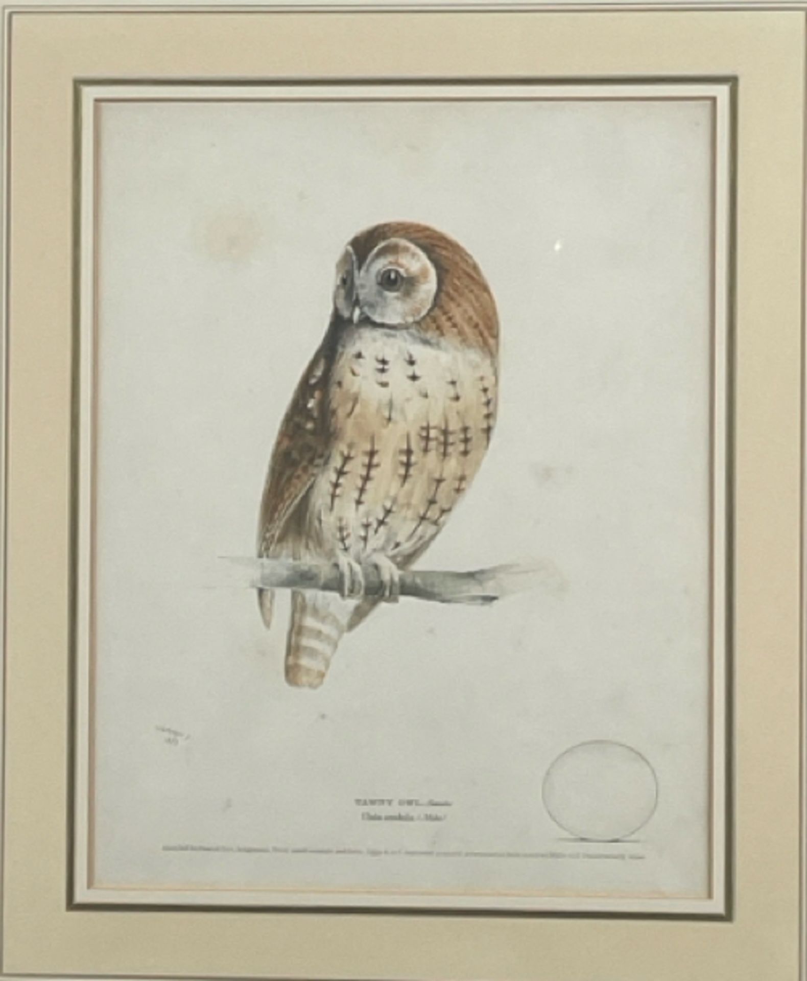 Artwork Tawney Owl - Image 2 of 2