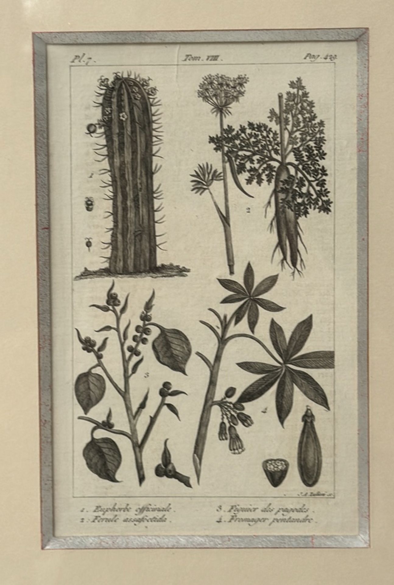 Botany Artwork Print 4 in 1 - Image 4 of 6