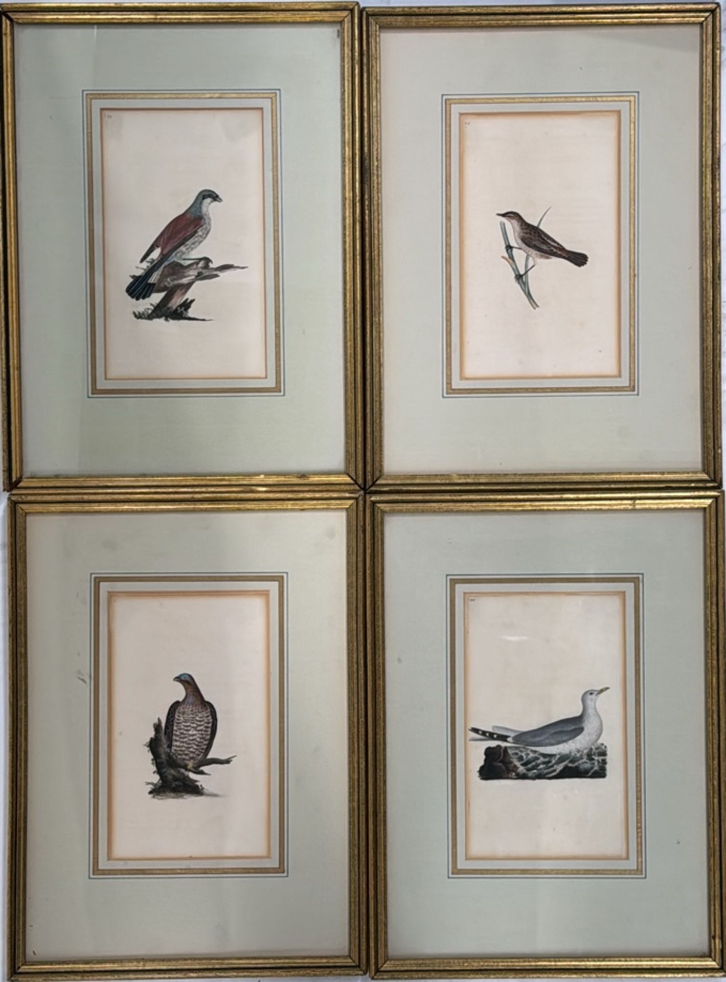 Bird Artwork Prints Set of 4