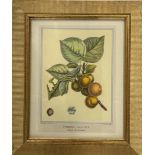 Fruit Artwork Print