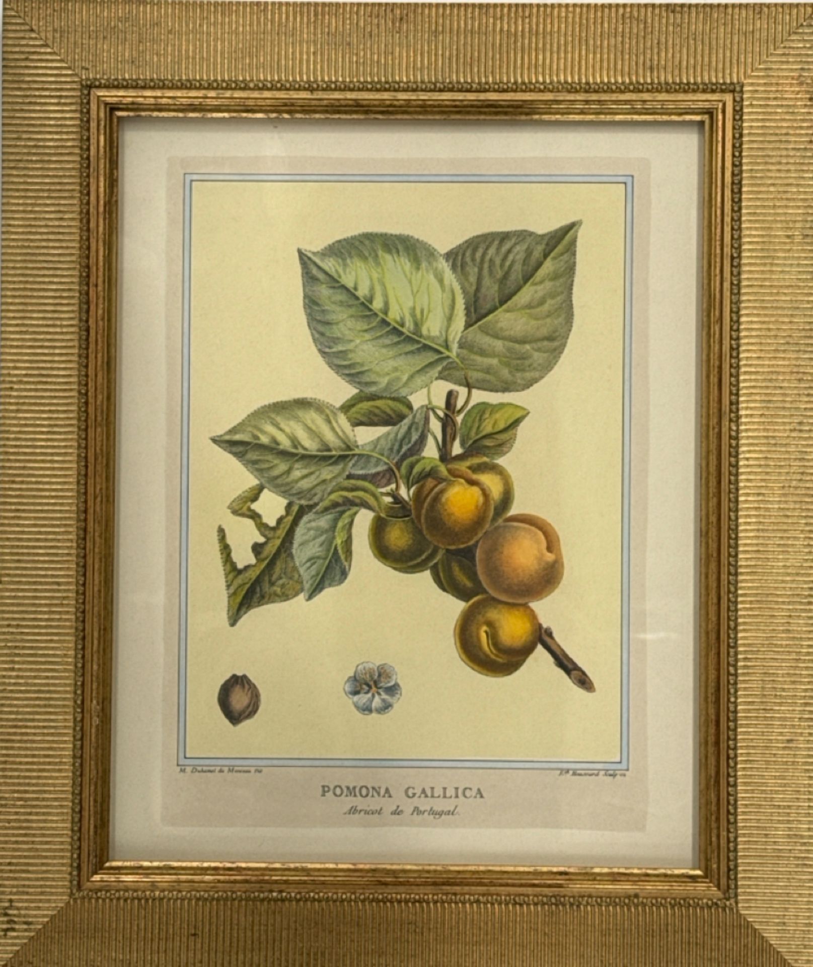 Fruit Artwork Print