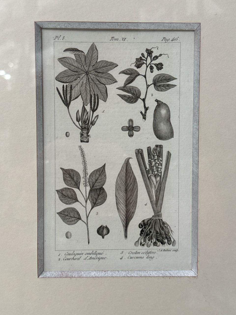 Botany Artwork Print 4 in 1 - Image 6 of 6