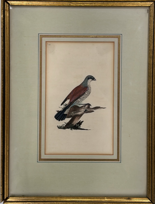 Bird Artwork Prints Set of 4 - Image 2 of 5
