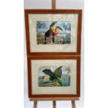 Artwork Print Set of 2 Exotic Birds