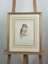 Artwork Tawney Owl