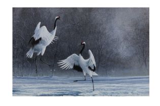 JEREMY PAUL (ENGLISH b.1954), 'Cranes in the snow', signed, acrylic on board, 37cm x 56cm