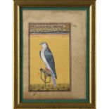 A PAINTING OF A FALCON, DELHI INDIA, LATE 20TH CENTURY