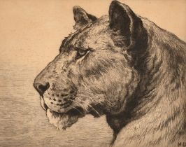 Herbert Dicksee (1862-1942) British. Head of a Lioness, Etching, Signed in pencil, 7.25" x 9.25" (