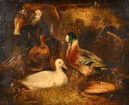 After John Frederick Herring Snr (1795-1865) British. Ducks and Pigeons in a Barn Interior, Oil on