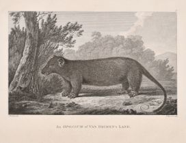 After John Webber (1751-1793) British. "An Opossum of Van Dieman's Land", Engraved by Peter