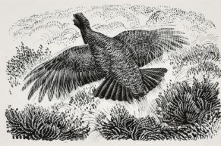 Charles Frederick Tunnicliffe (1901-1979) British. "Red Grouse", Ink and pencil on prepared paper,