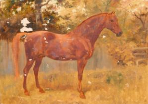 Thomas Blinks (1860-1912) British. Study of a Chestnut Horse, Oil on card, unframed 9.5" x 13.5" (