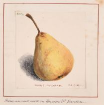 19th Century English School. "Passe Colmar", a pear, Watercolour, Inscribed and Dated 22.1.61, 4.25"