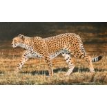 Stephen Gayford (1954-2015) British. "Cheetah Elegance", Acrylic on board, Signed, and signed and