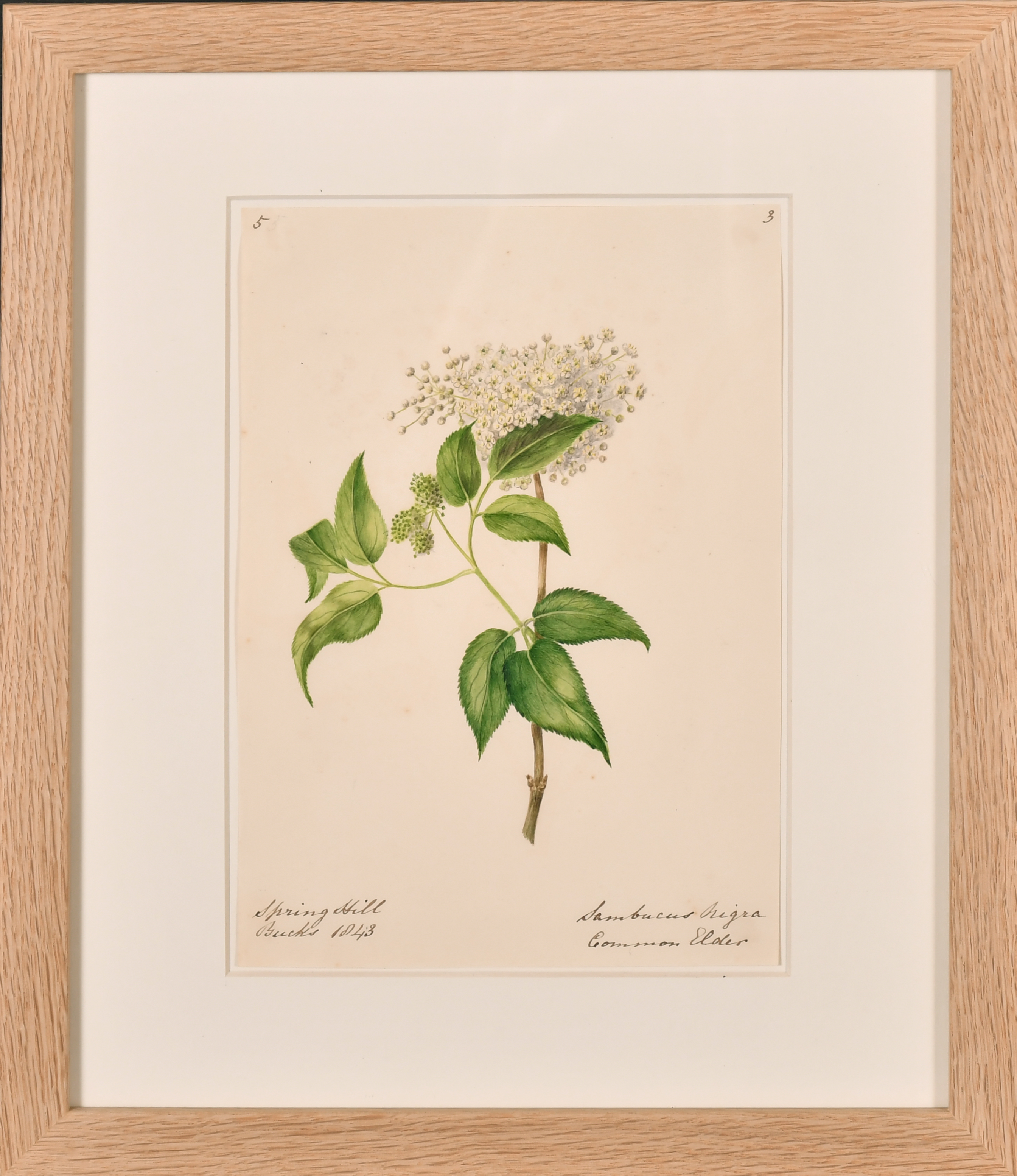 19th Century English School. A Set of Twelve Flower Studies, Watercolour, Inscribed, Each - Image 8 of 15