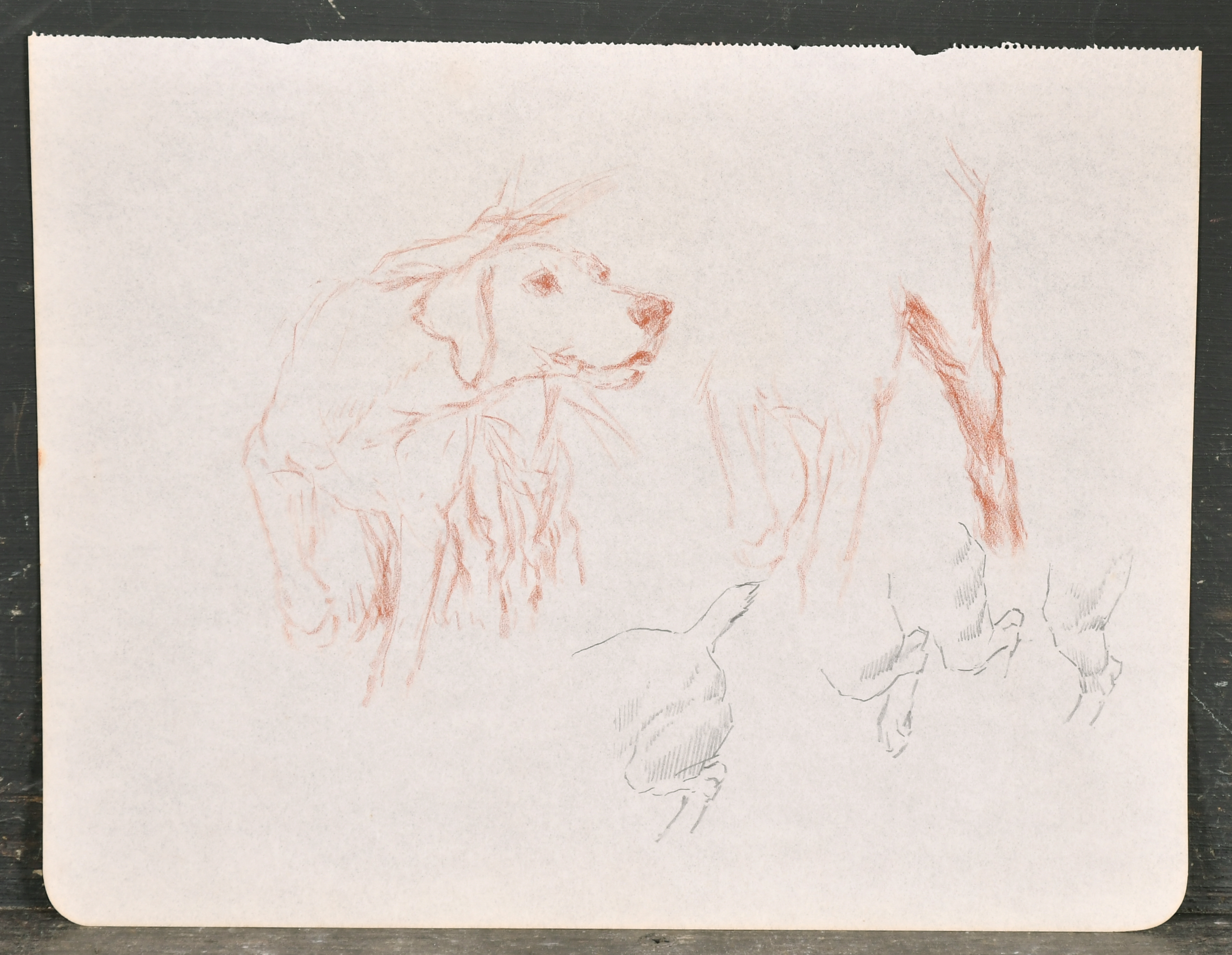 Thomas Blinks (1860-1912) British. A Pointer on Point, Chalk, unframed 7.75" x 10" (19.7 x 25. - Image 6 of 10