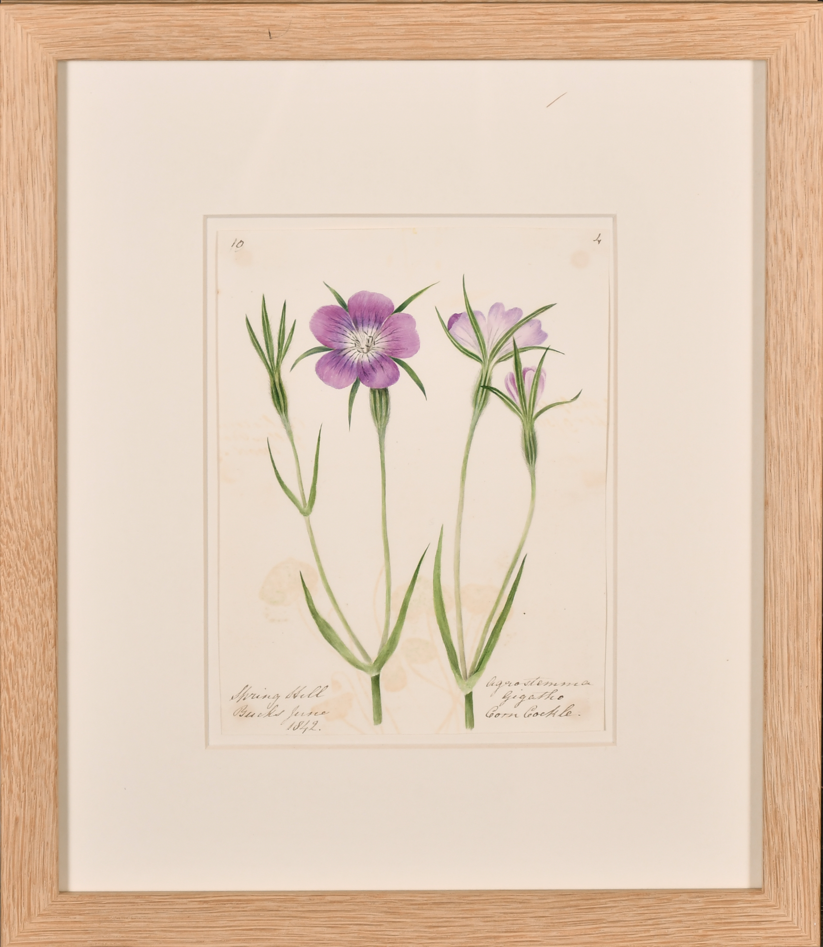 19th Century English School. A Set of Twelve Flower Studies, Watercolour, Inscribed, Each - Image 5 of 15