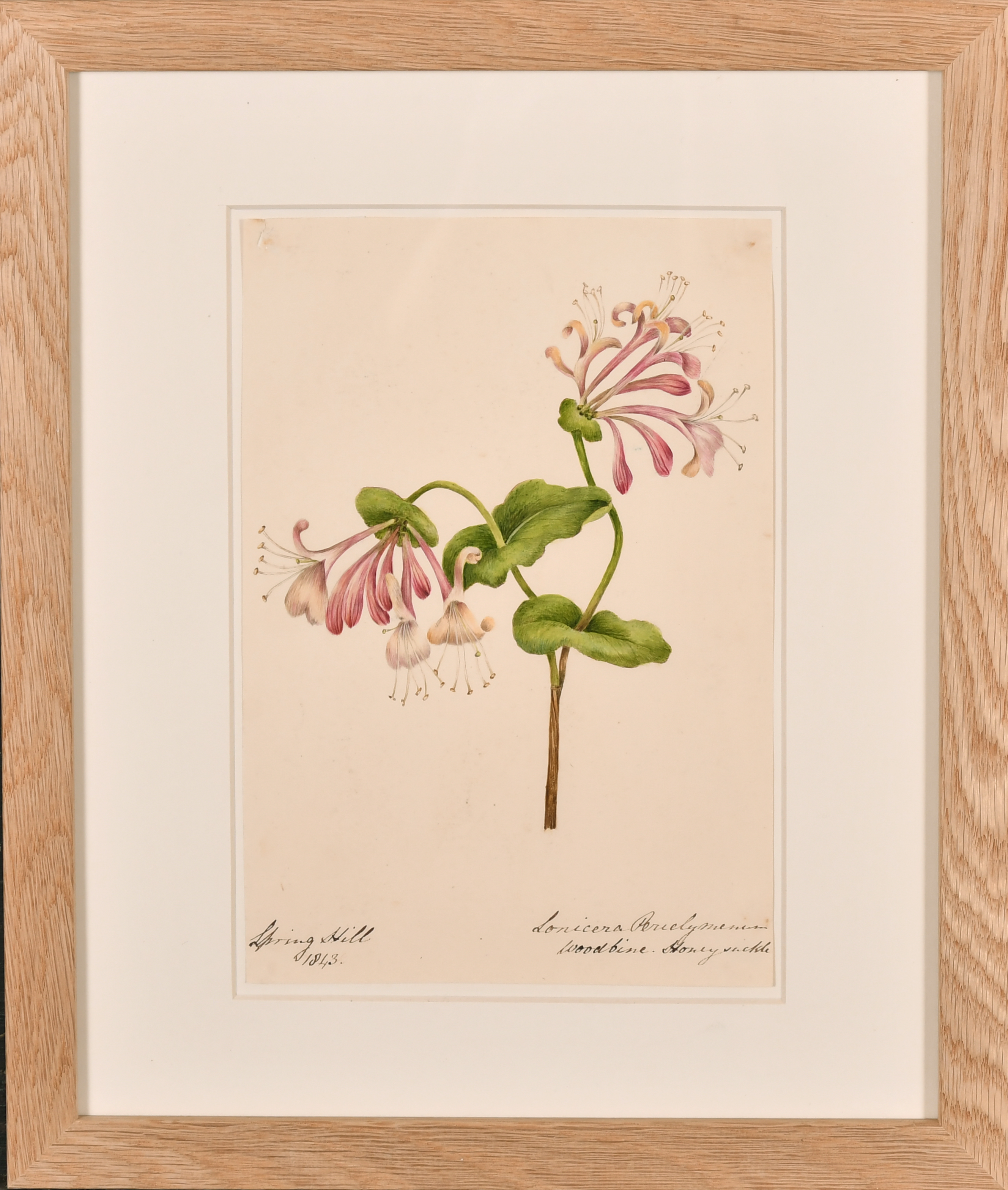 19th Century English School. A Set of Twelve Flower Studies, Watercolour, Inscribed, Each - Image 10 of 15