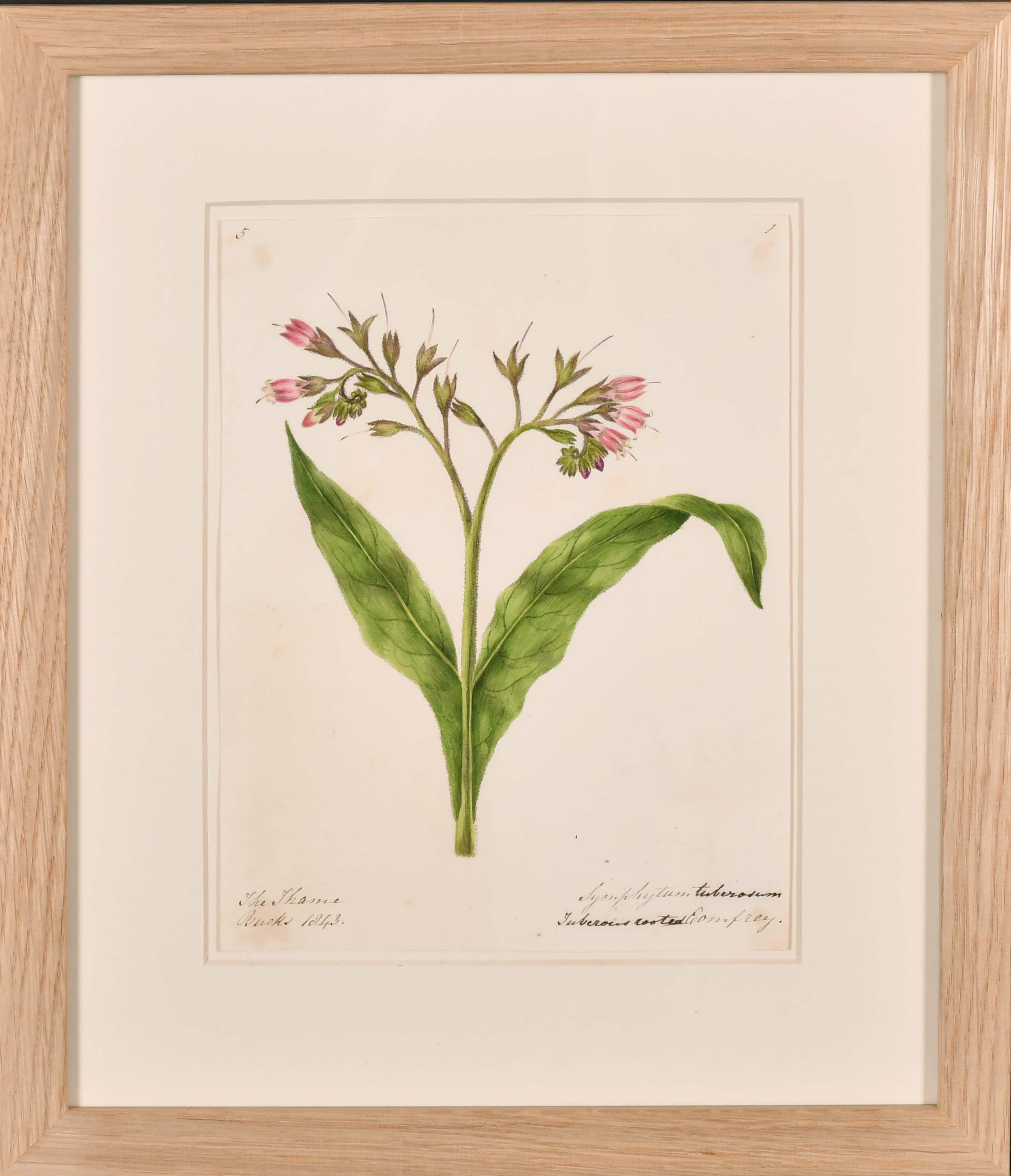 19th Century English School. A Set of Twelve Flower Studies, Watercolour, Inscribed, Each - Image 12 of 15