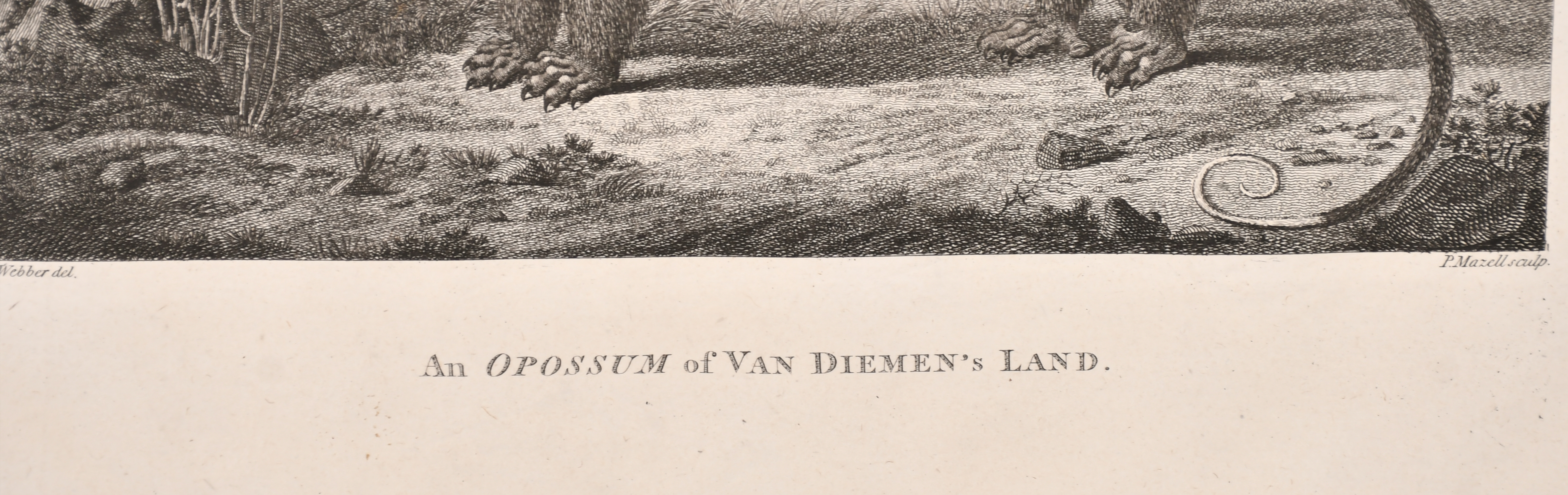 After John Webber (1751-1793) British. "An Opossum of Van Dieman's Land", Engraved by Peter - Image 5 of 6