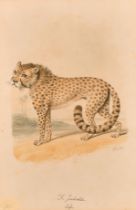 Samuel Howitt (1756/57-1822) British. Study of a Cheetah, Watercolour, Signed, and inscribed 'F