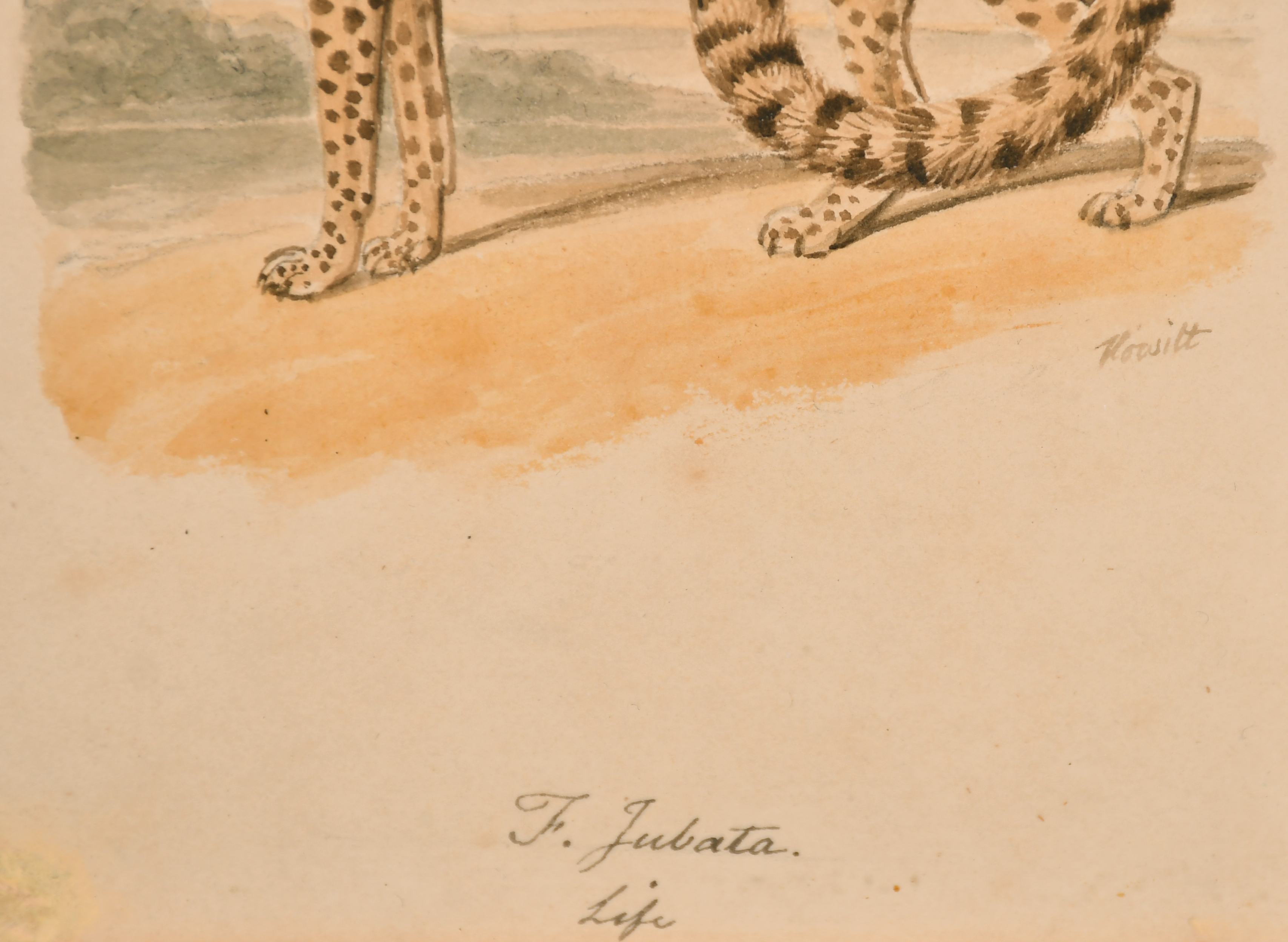 Samuel Howitt (1756/57-1822) British. Study of a Cheetah, Watercolour, Signed, and inscribed 'F - Image 3 of 4