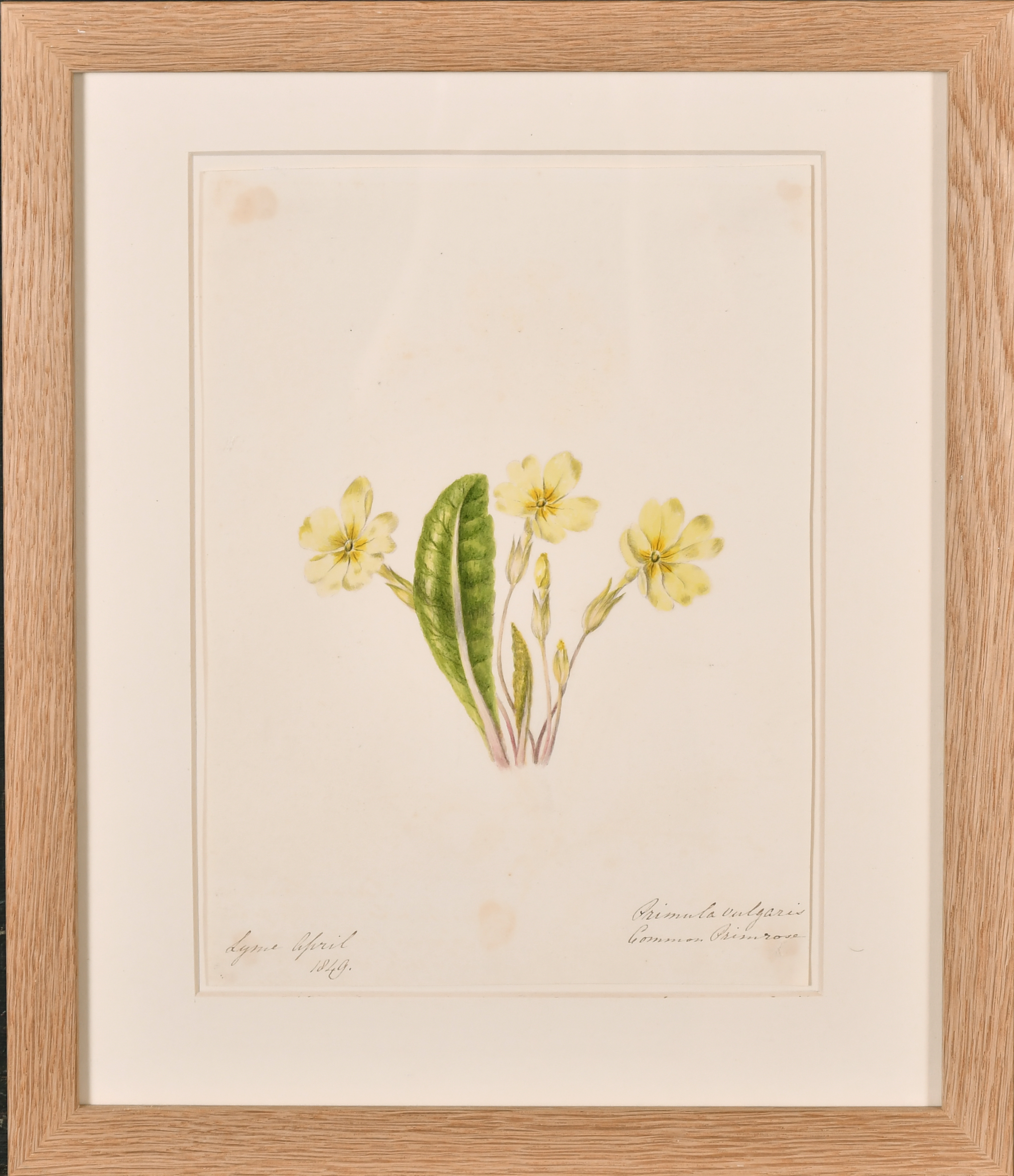 19th Century English School. A Set of Twelve Flower Studies, Watercolour, Inscribed, Each - Image 6 of 15