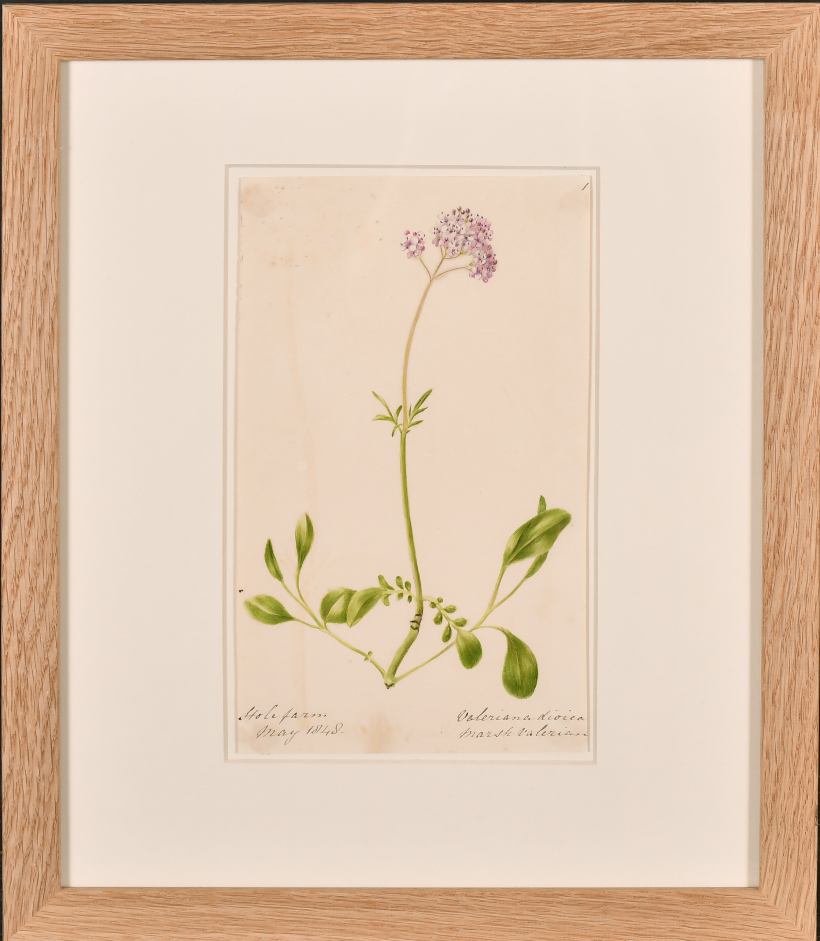 19th Century English School. A Set of Twelve Flower Studies, Watercolour, Inscribed, Each - Image 9 of 15