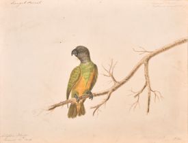 Early 19th Century English School. "Senegal Parrot", Watercolour, Signed with initials PH, and