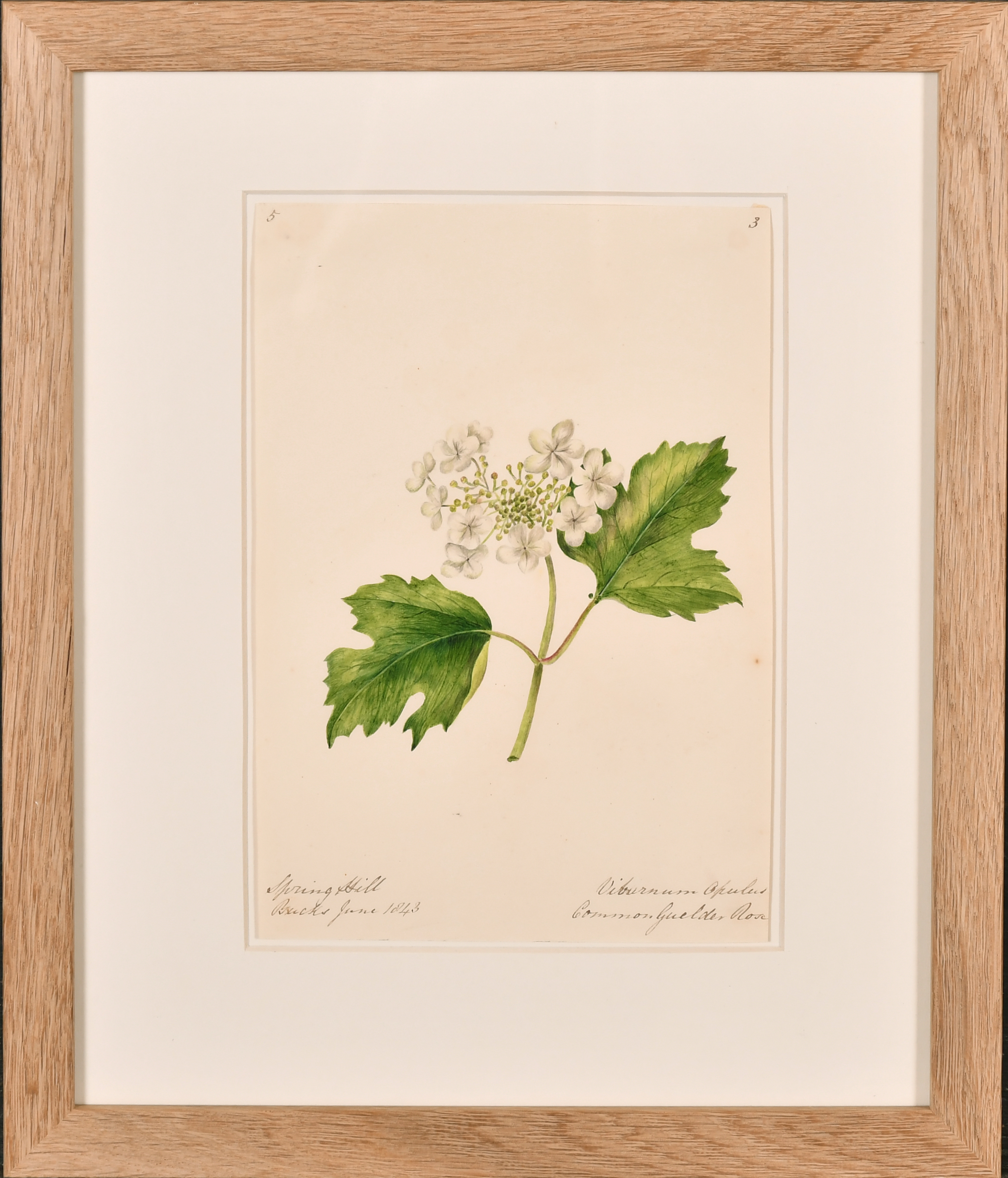 19th Century English School. A Set of Twelve Flower Studies, Watercolour, Inscribed, Each - Image 13 of 15