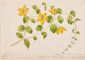 19th Century English School. A Set of Three Flower Studies, Watercolour, Inscribed, Each