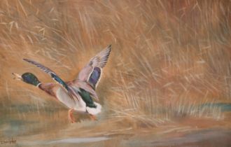 Thomas Wrigley (1883-1961) British. A Duck Taking Flight, Watercolour, Signed, 11.25" x 18" (28.6