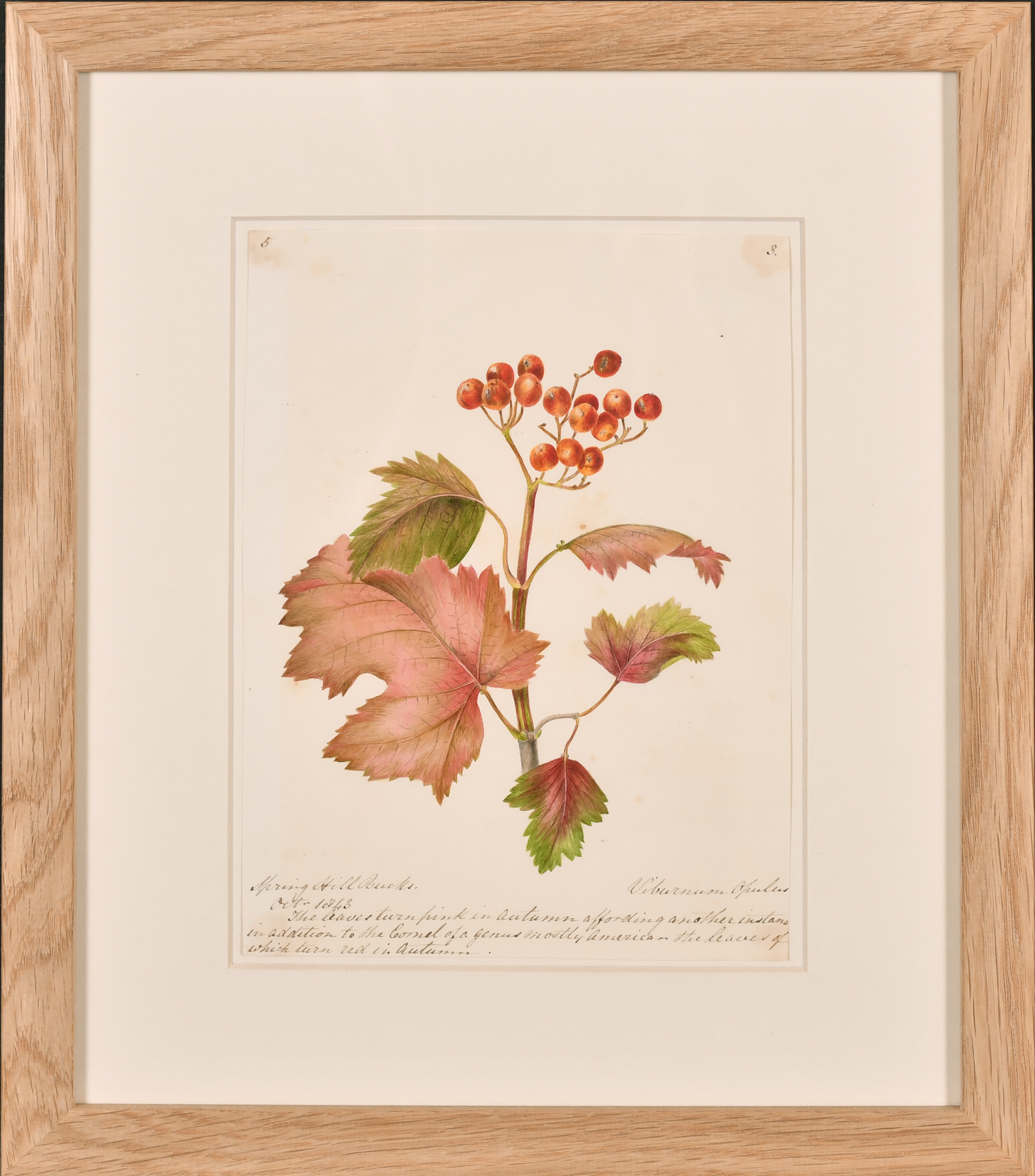 19th Century English School. A Set of Twelve Flower Studies, Watercolour, Inscribed, Each - Image 2 of 15