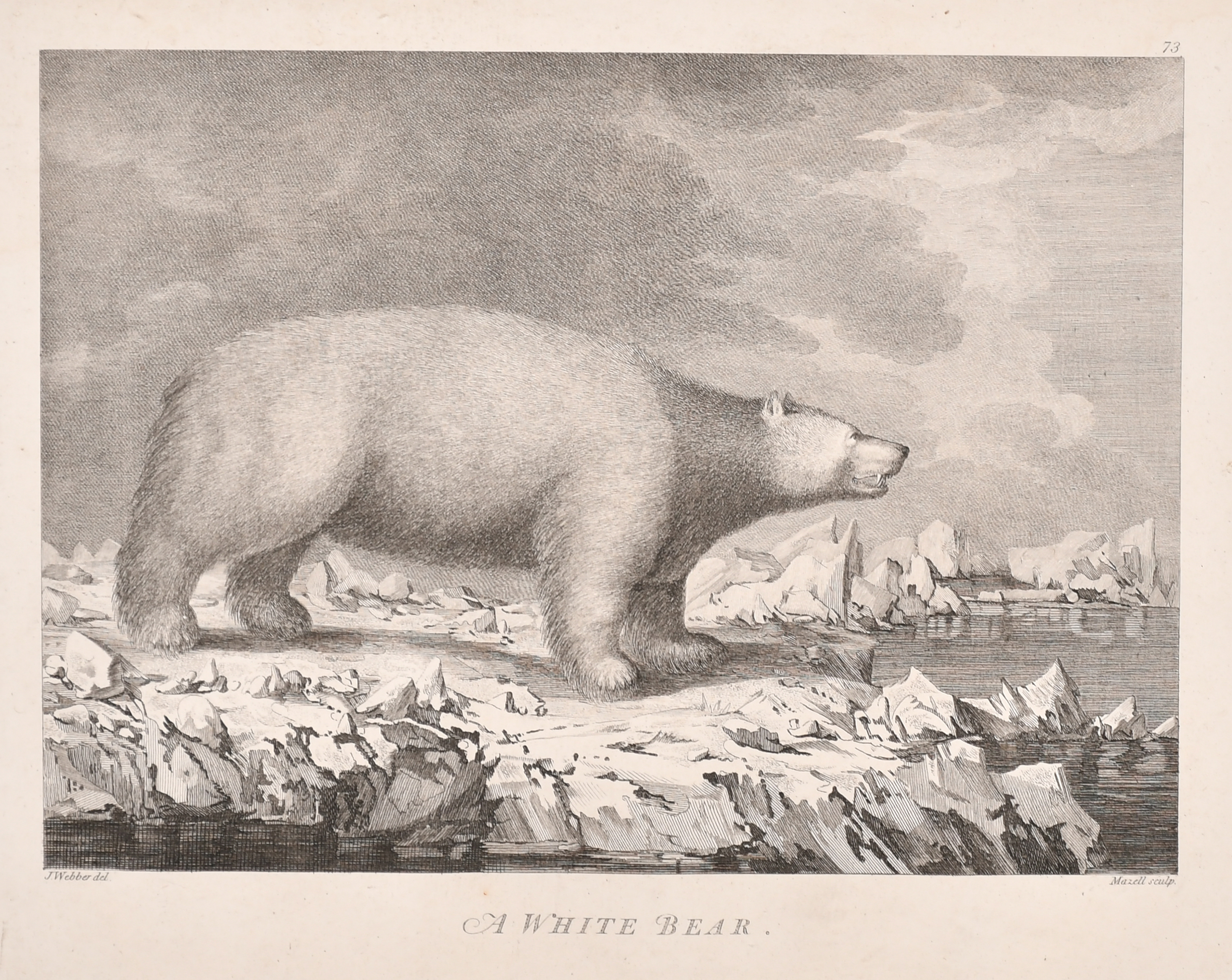 After John Webber (1751-1793) British. "An Opossum of Van Dieman's Land", Engraved by Peter - Image 2 of 6