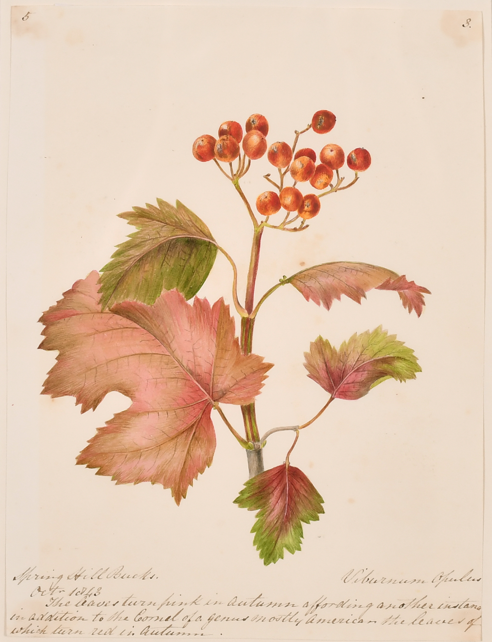 19th Century English School. A Set of Twelve Flower Studies, Watercolour, Inscribed, Each