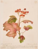 19th Century English School. A Set of Twelve Flower Studies, Watercolour, Inscribed, Each