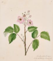 19th Century English School. A Set of Twelve Flower Studies, Watercolour, Inscribed, Each