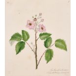 19th Century English School. A Set of Twelve Flower Studies, Watercolour, Inscribed, Each