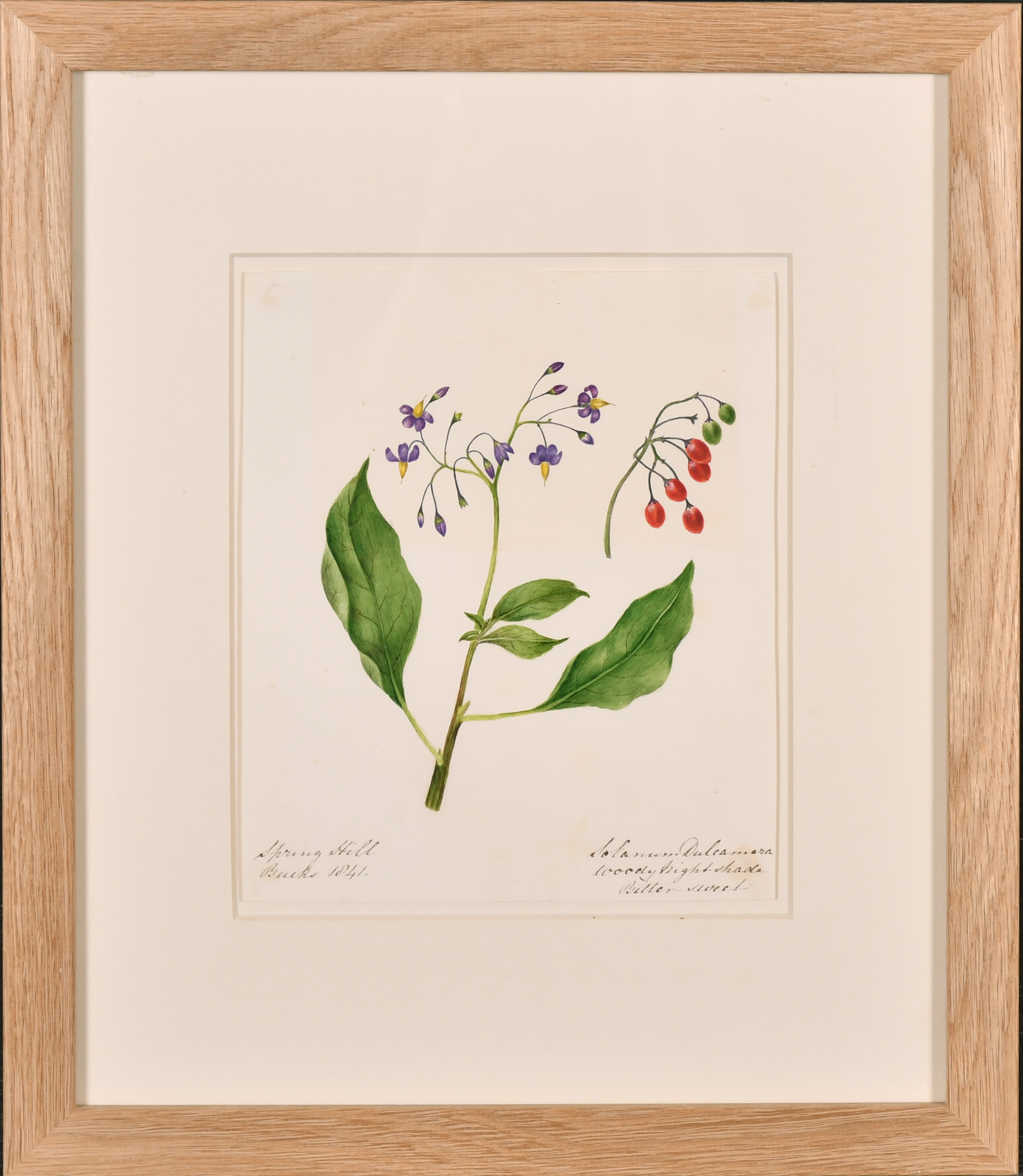 19th Century English School. A Set of Twelve Flower Studies, Watercolour, Inscribed, Each - Image 7 of 15