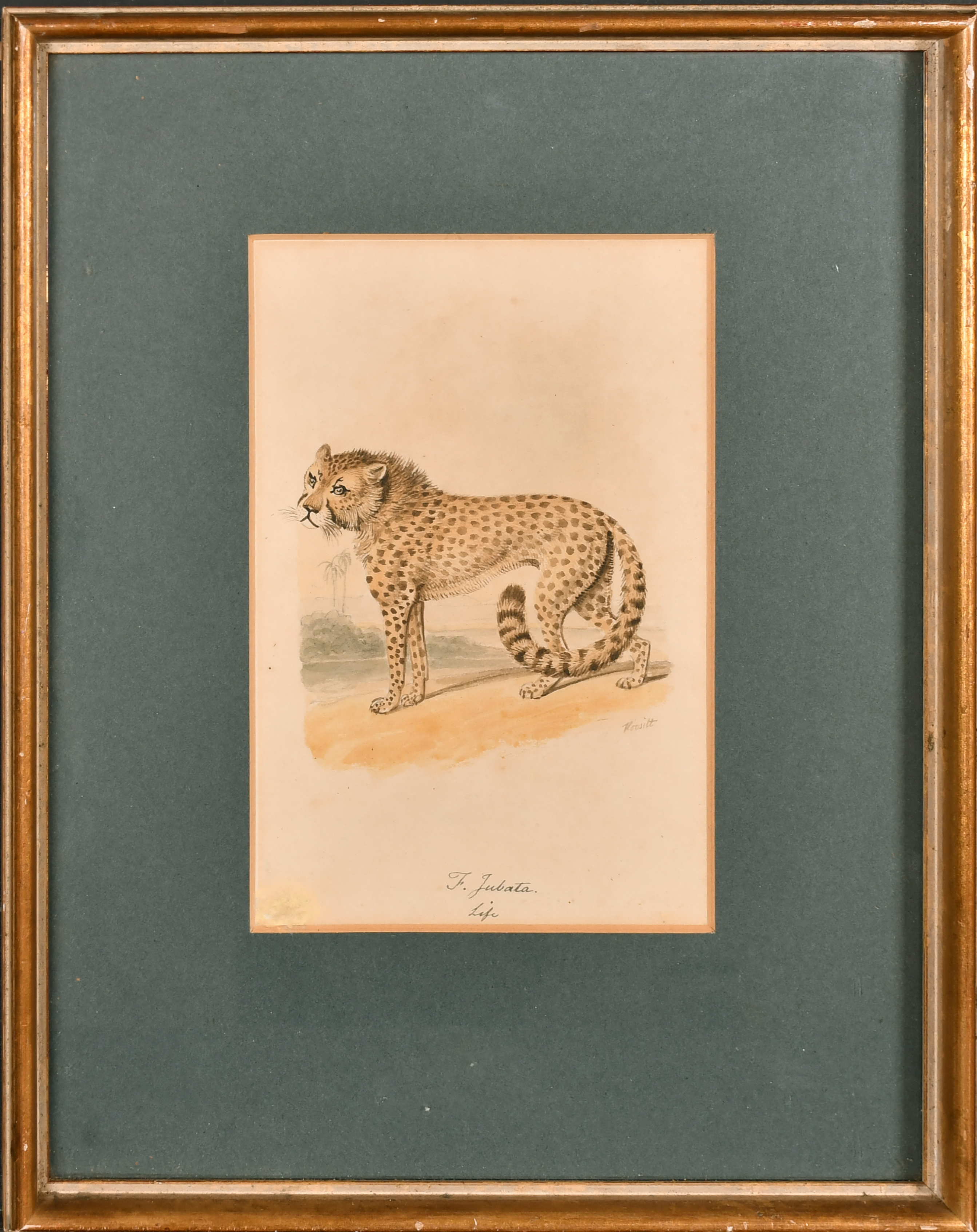 Samuel Howitt (1756/57-1822) British. Study of a Cheetah, Watercolour, Signed, and inscribed 'F - Image 2 of 4