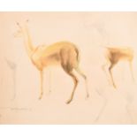 Percy Drake-Brookshaw (1907-1993) British. Studies of Deer, Pencil and wash, Signed and dated in