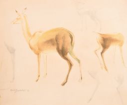 Percy Drake-Brookshaw (1907-1993) British. Studies of Deer, Pencil and wash, Signed and dated in