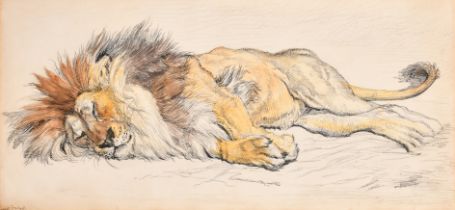 Ernest Griset (1843-1907) French. Sleeping Lion, Watercolour and pencil, Signed, 13" x 27.5" (33 x