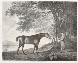 After George Stubbs (1724-1806) British. "Sharke", Engraved by George Townley Stubbs, 15.75" x 19.