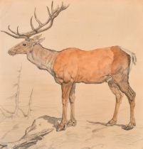 Ernest Griset (1843-1907) French. A Stag, Watercolour and pencil, 20.5" x 20" (52.1 x 50.8cm)