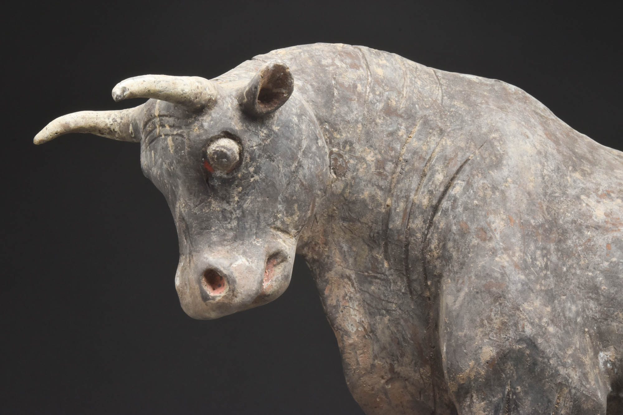 CHINESE NORTHERN WEI DYNASTY TERRACOTTA PAINTED OX - TL TESTED - Image 5 of 7