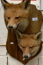 Taxidermy - double fox mask heads on shield shaped plaque. (B.P. 21% + VAT)