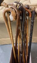 Collection of vintage walking stick and canes: horn handles, chestnut wood with root ball knop